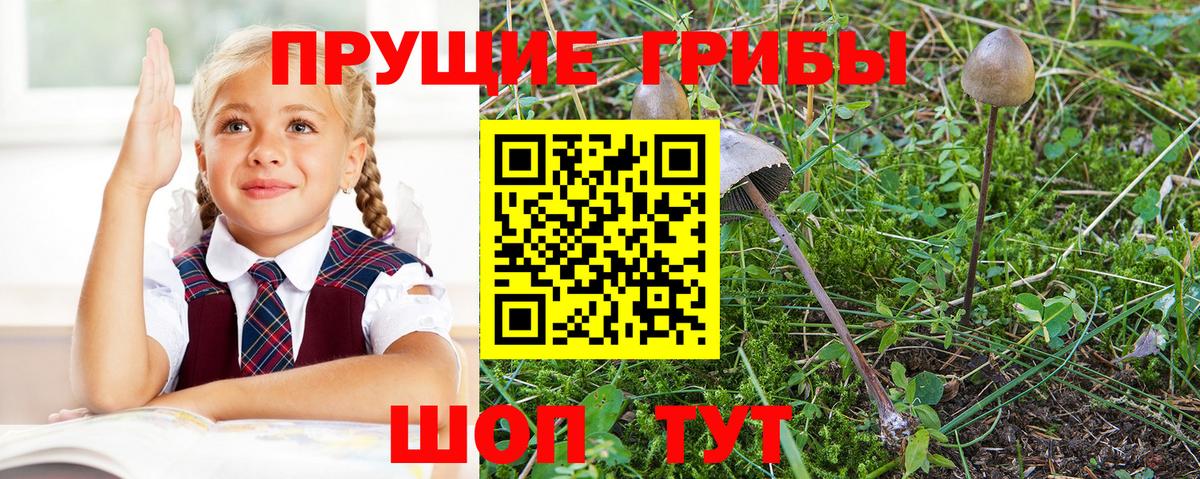 Галлюциногенные грибы прущие грибы Ржев